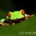 frog_tree_redeyed_tar_h_0559_cos0889.jpg